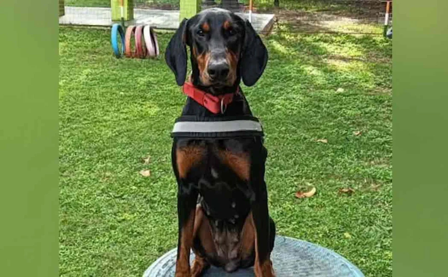 The sniffer dog that went looking for the culprit in karnataka