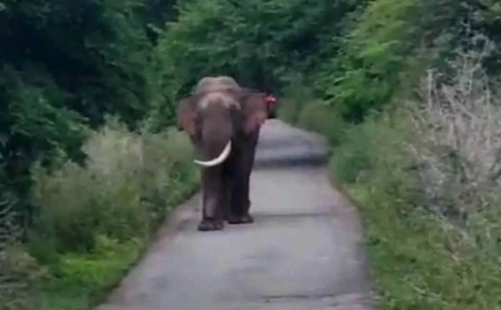 single elephant walks again on the mountain road, afraid of the public