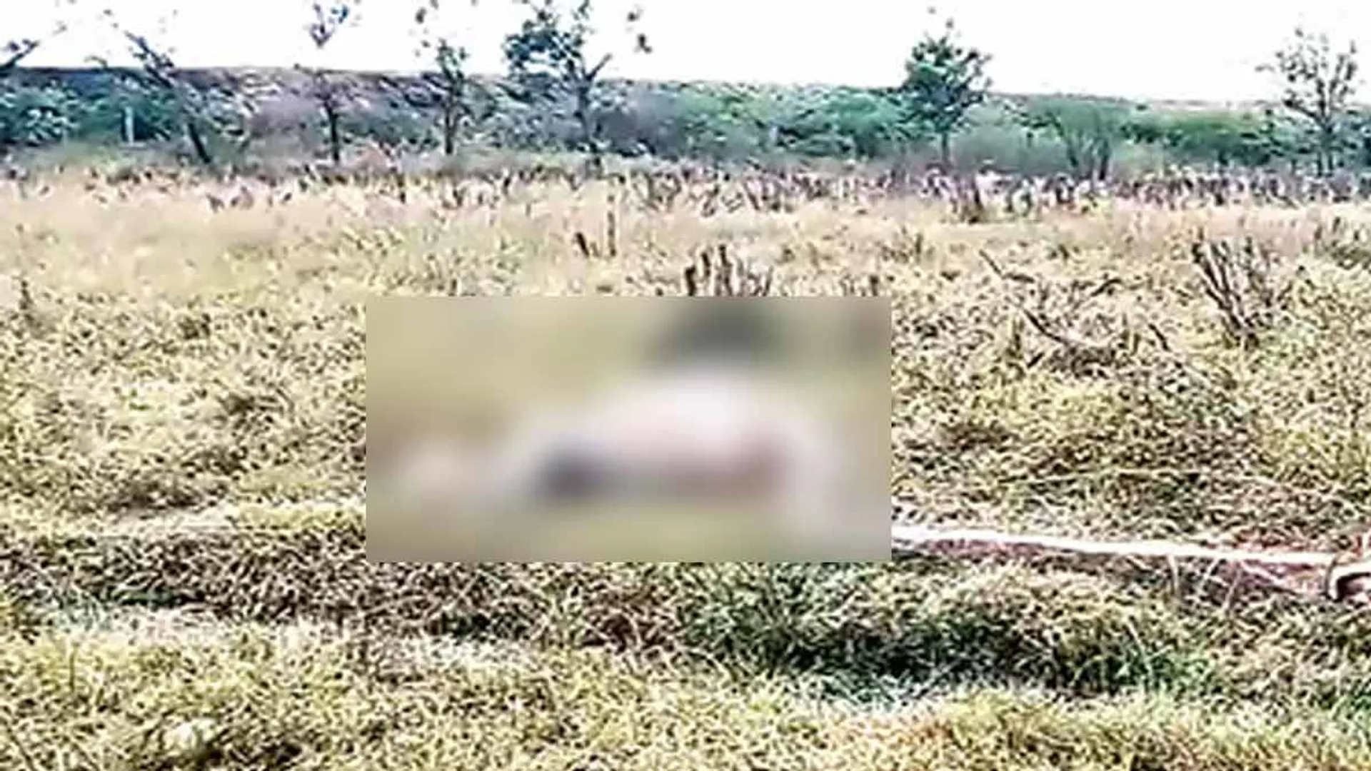 The death of a cow that went to graze - the villagers are in panic due to the notification of the forest department