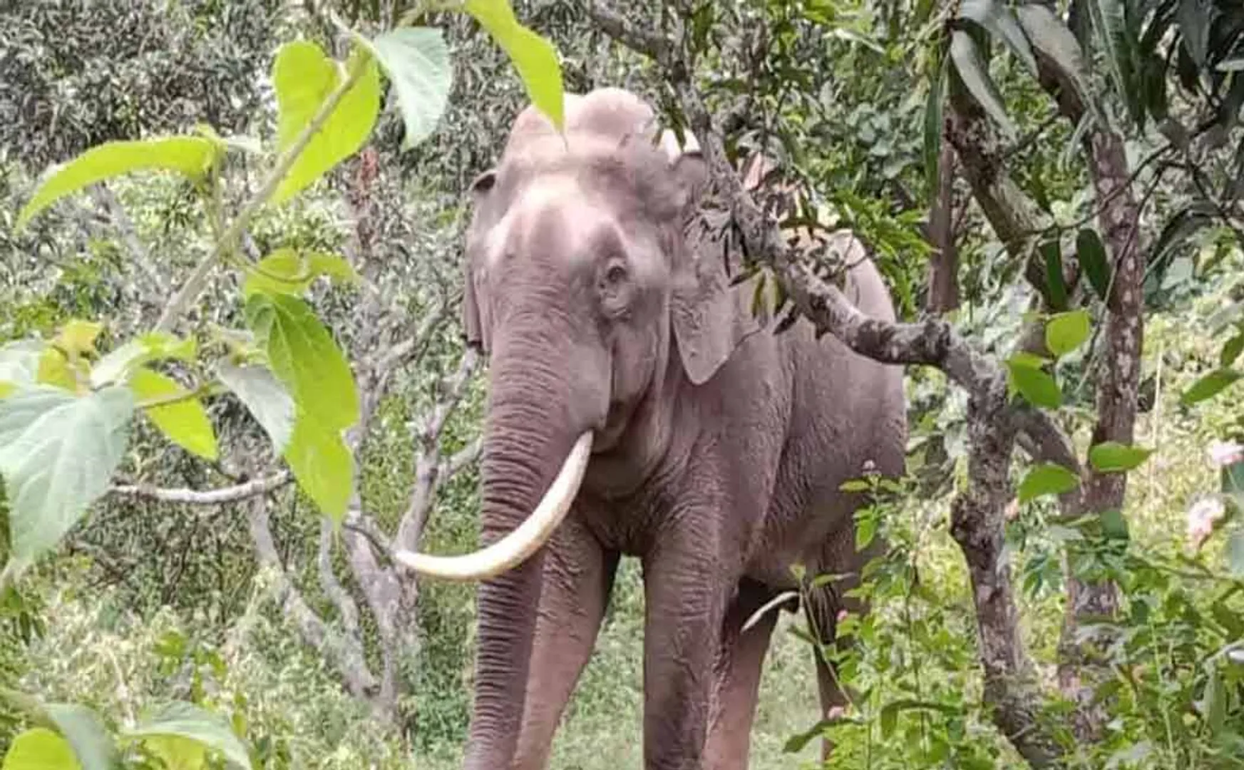 elephant standing in the middle of a forest mountain road