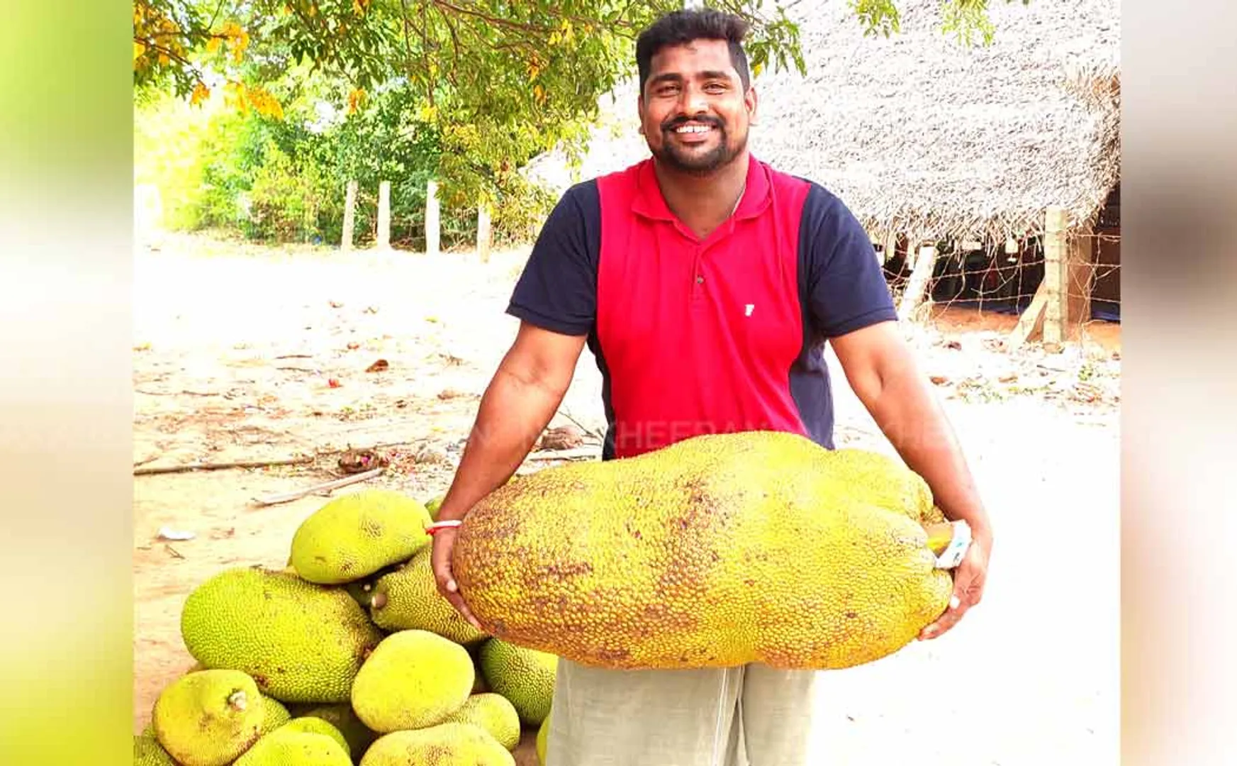 big jackfruit that came on sale at the end of the season 