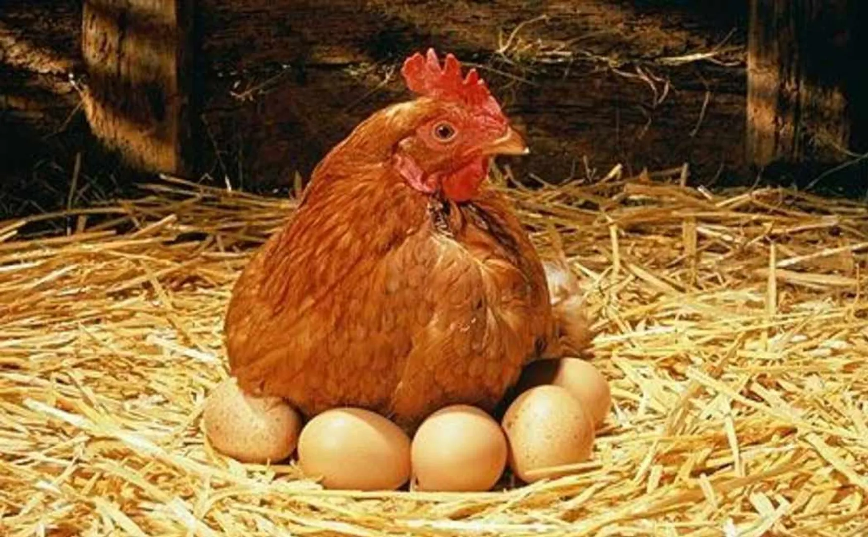 Youth incident friend in argument over chicken eggs