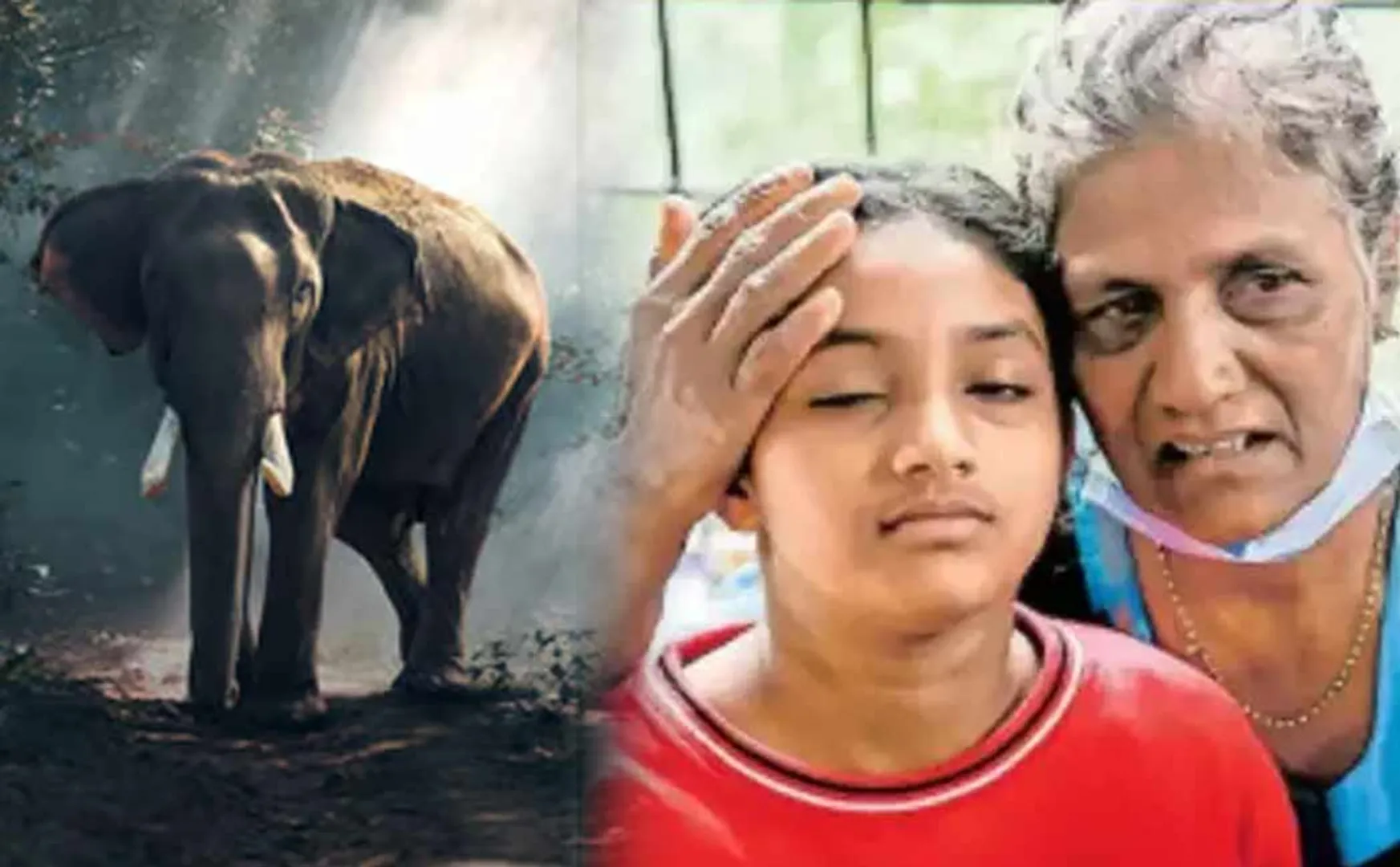 elephant that saved the grandmother and granddaughter in Wayanad