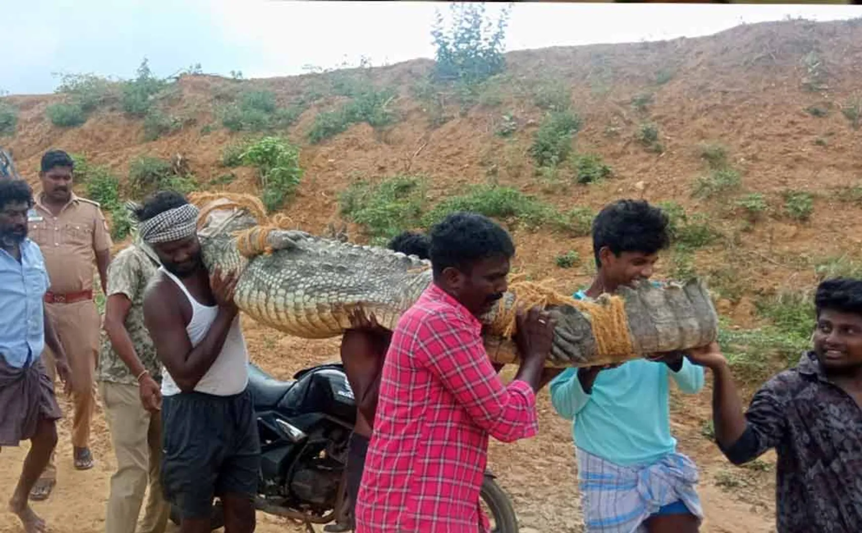 400 kg crocodile entered the cage near Chidambaram