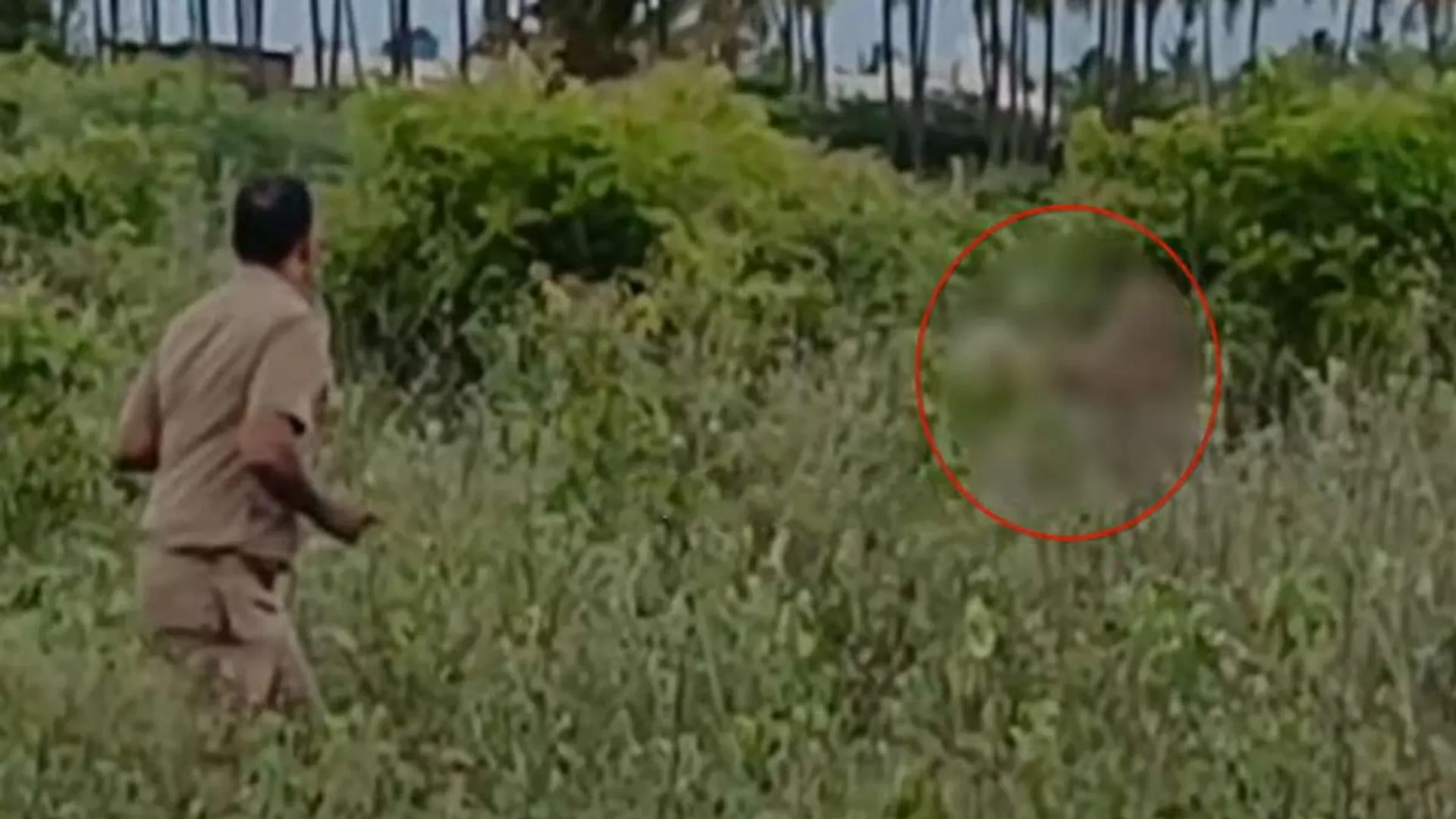 A leopard attacked a forest guard