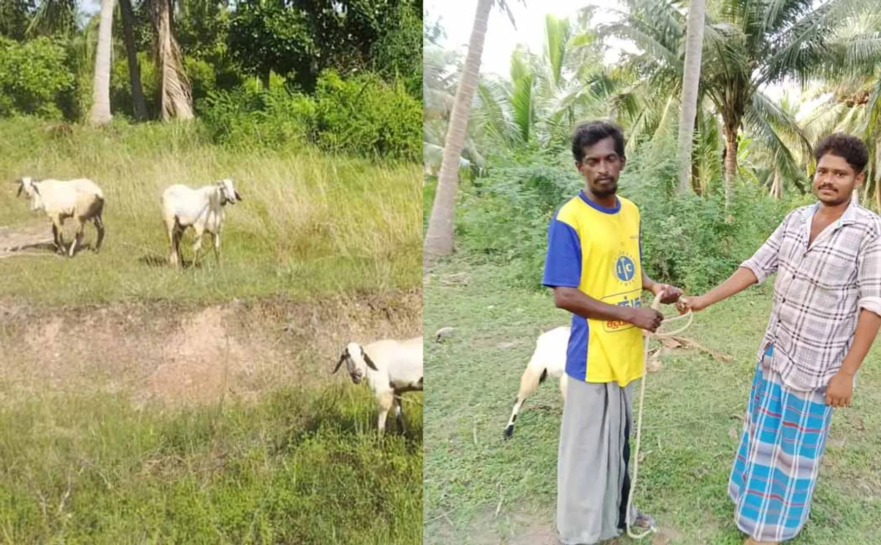 The problem of dividing stolen sheep Act wisely and hand it over to the right person