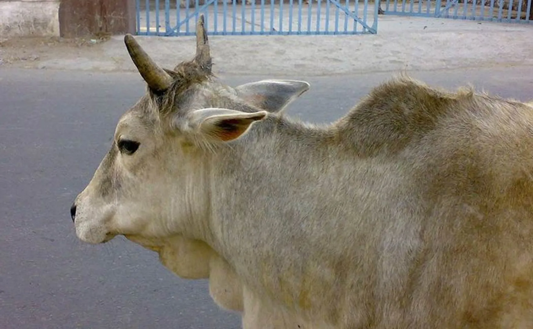 gang incident school boy accused of kidnapping a cow
