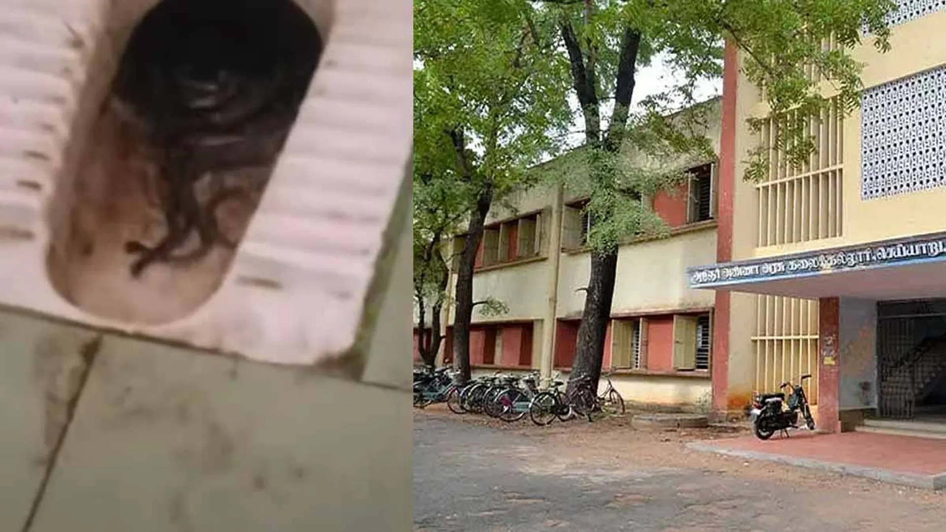Coiled snakes in government college toilets