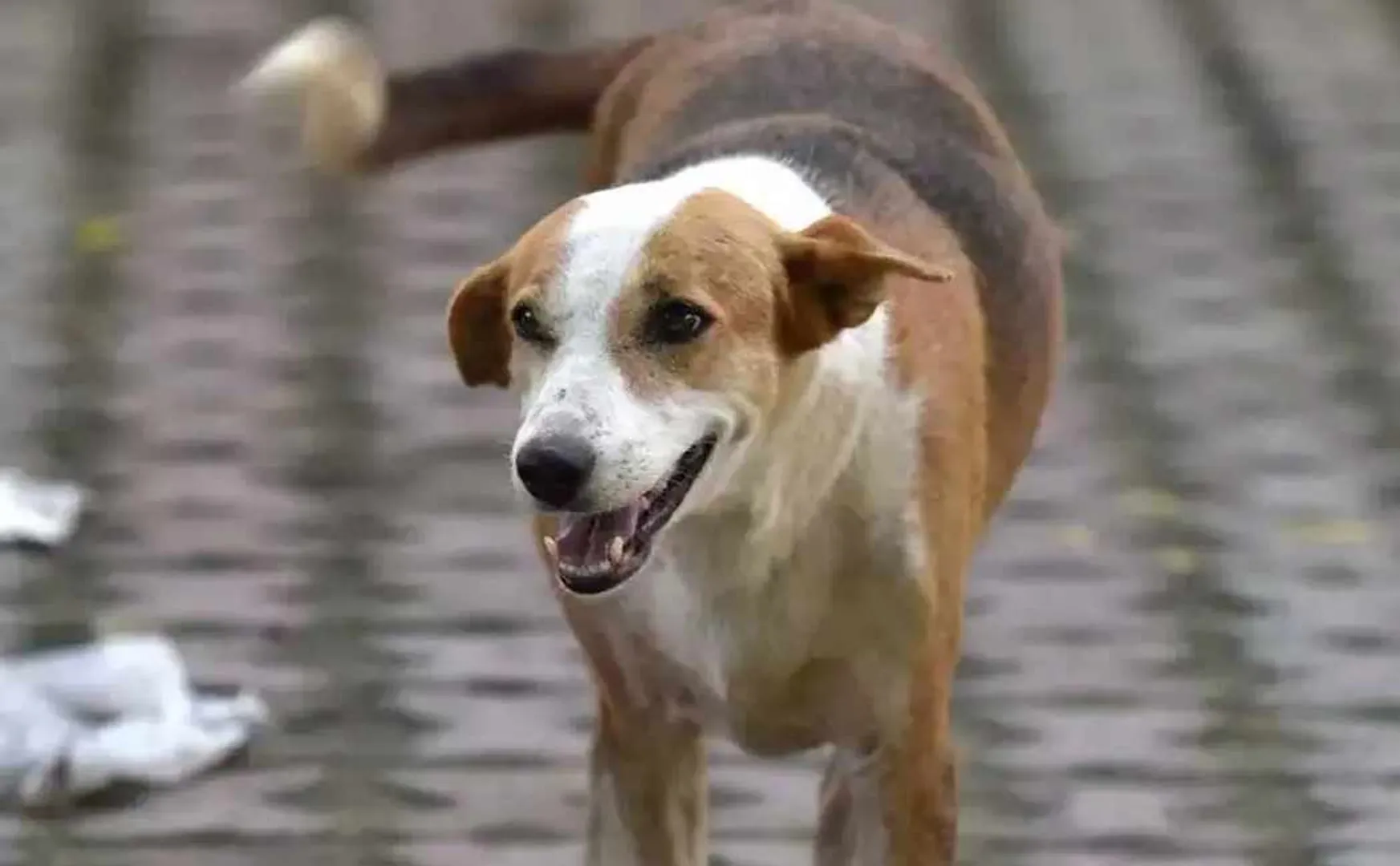rabid dog bit a school boy