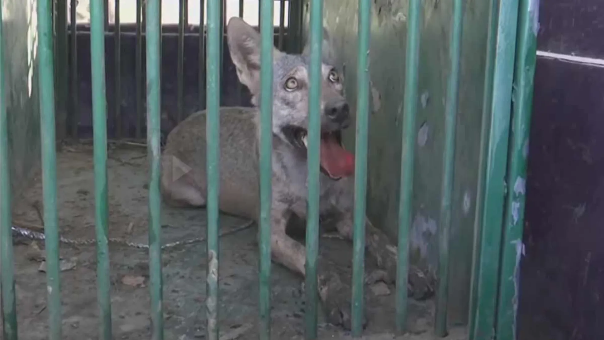 Wolves in uttarpradesh 
