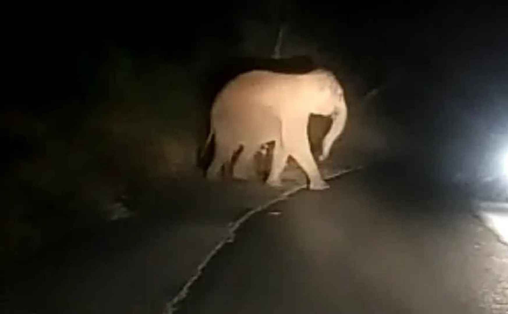 wild elephant entered  and damaged sugarcane near Thimpham 
