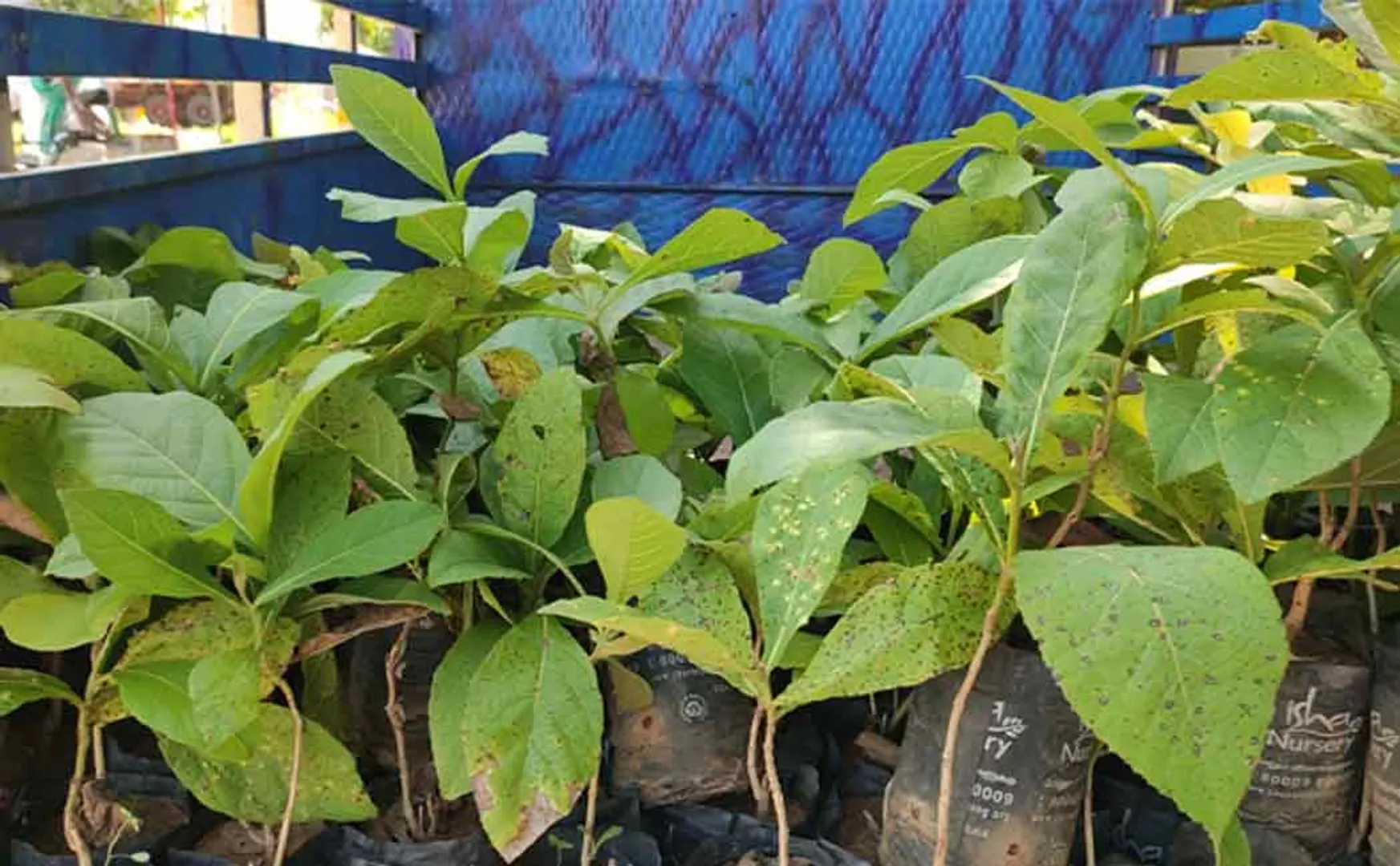 Young people planted 1.67 lakh saplings on Maram Thangasamy anniversary