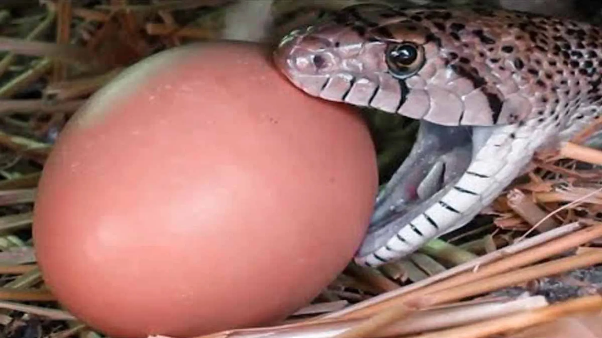 The cobra that entered the cage and swallowed 11 eggs caused a stir