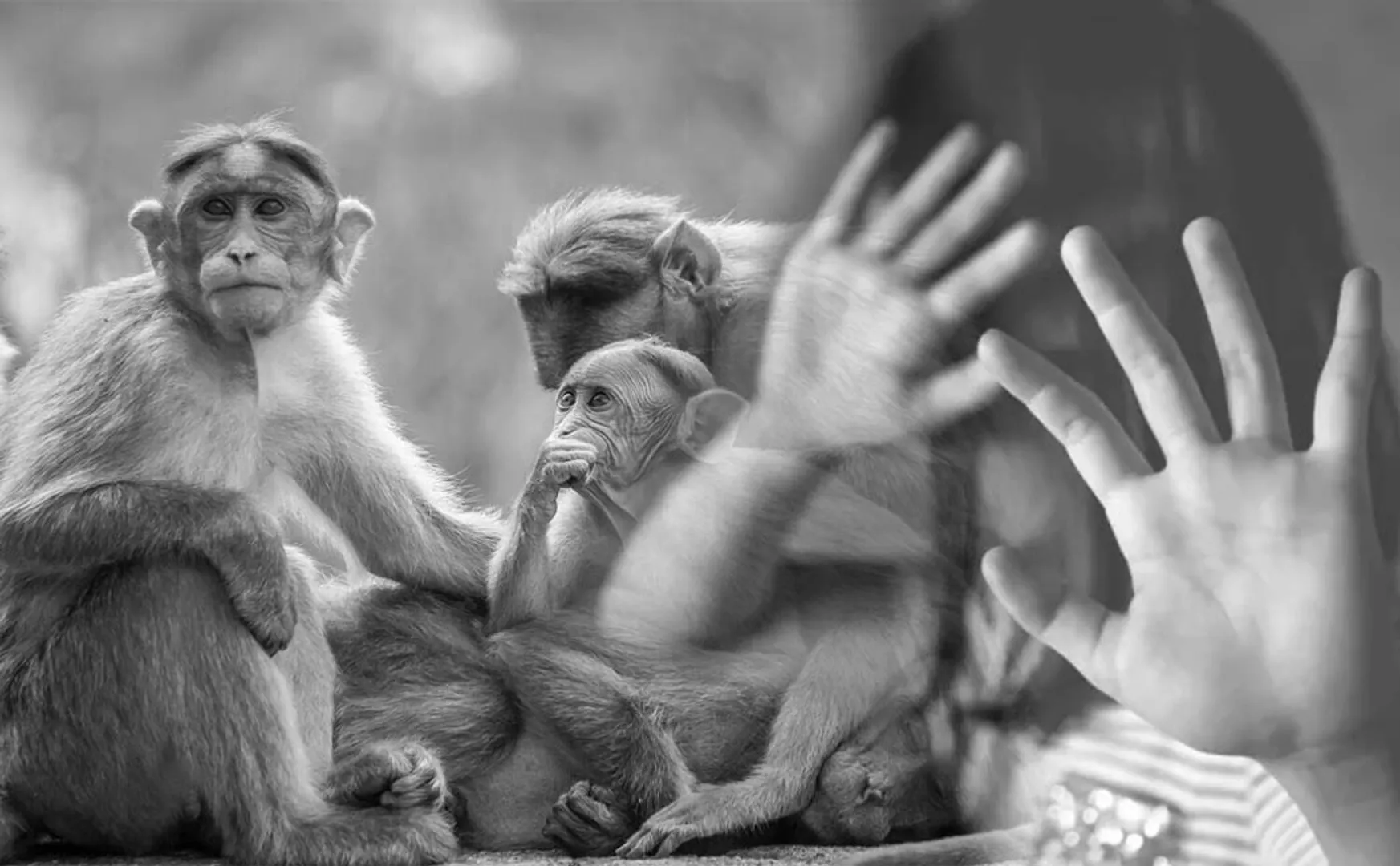 Monkey saved a girl from a young man who tried to misbehave her