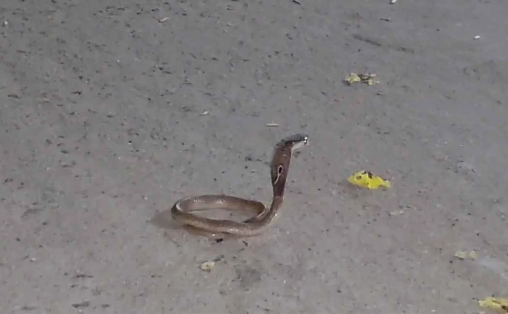 snake that danced in the govt office