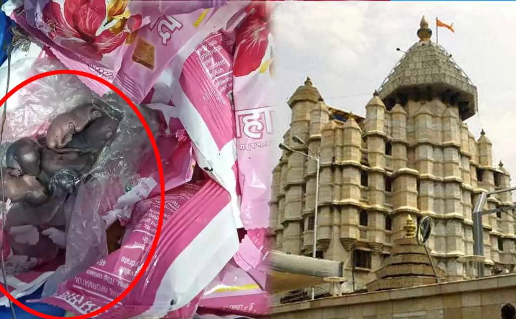 Mice in a Laddu packet served at Siddhi Ganesha temple in Mumbai