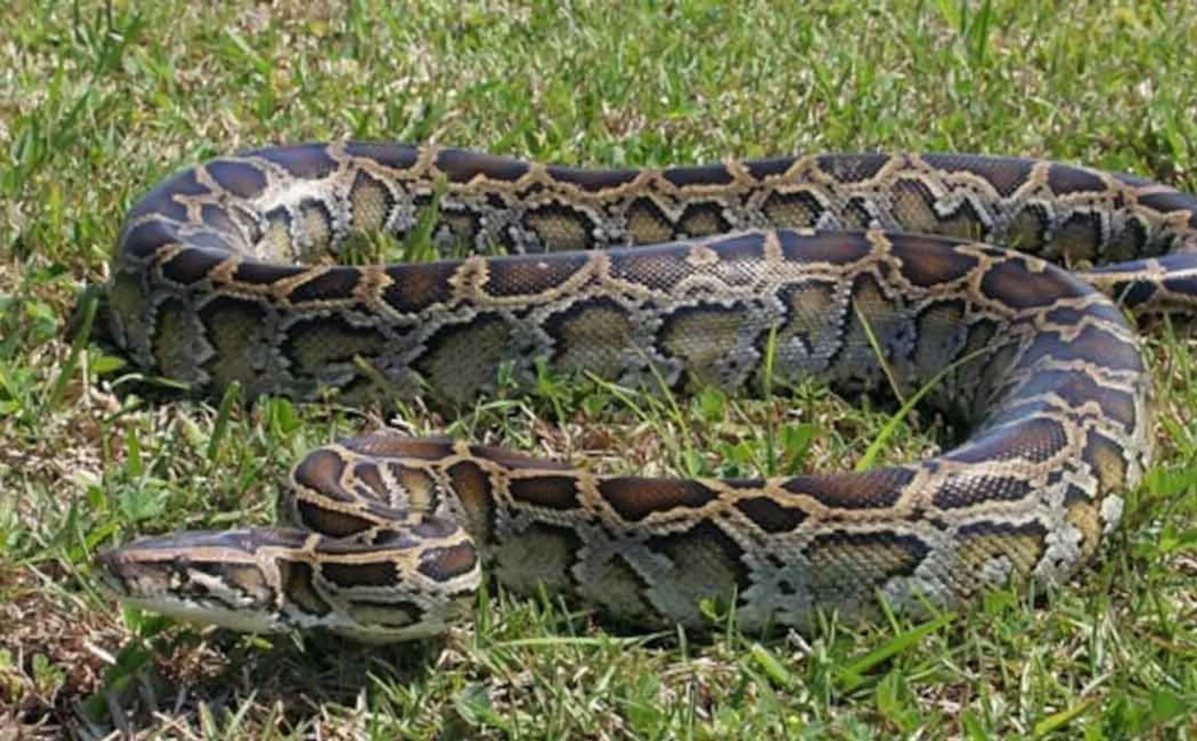10 feet long python in farmland