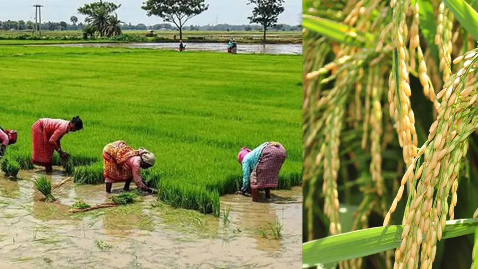 'Aren't farmers human?; We will not get rice in another 50 years'-the court got angry
