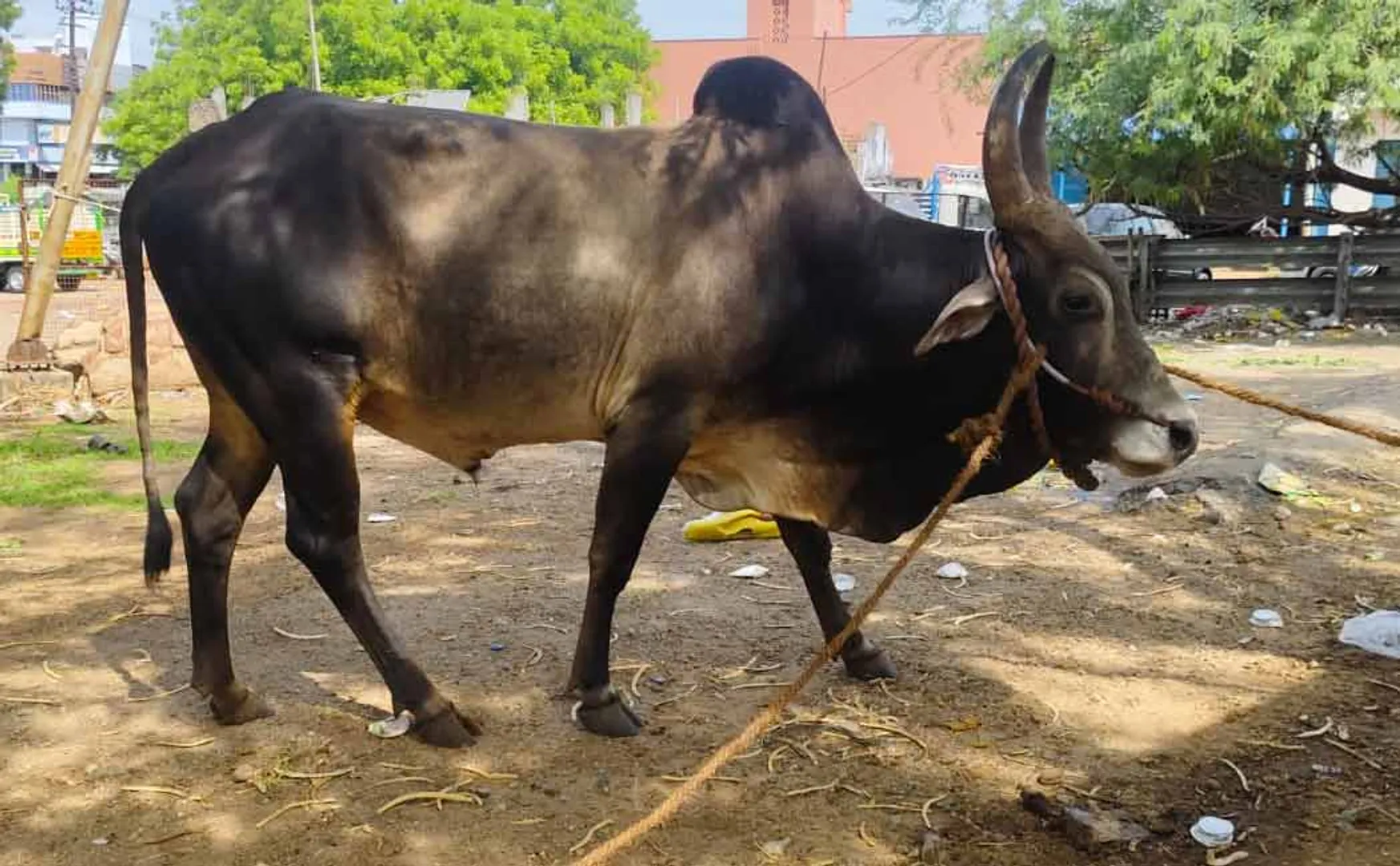 Temple bull theft incident A merchant who acted astutely