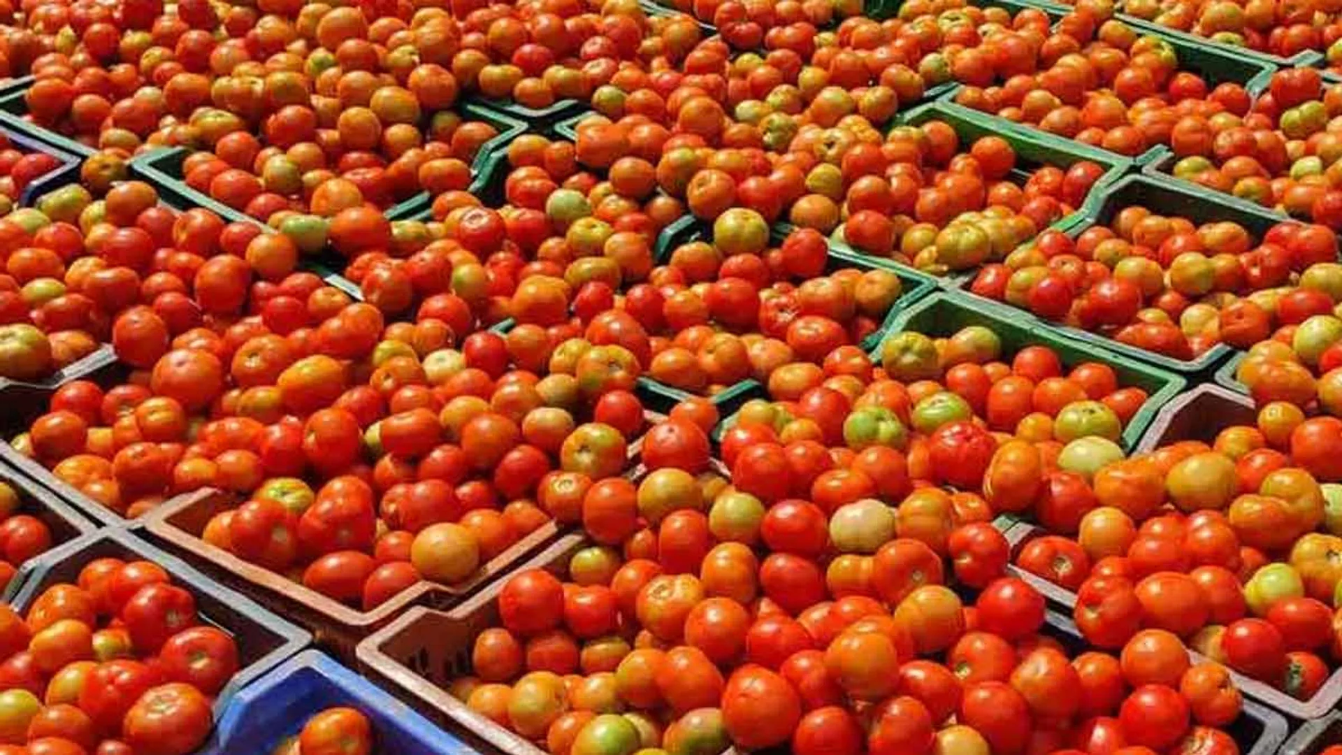 Price of tomato; Govt decided to sell green farm
