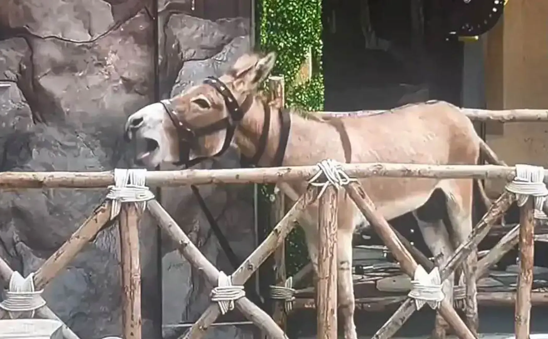 Bigg Boss 18 PETA against salman khan regards donkey used in big boss house