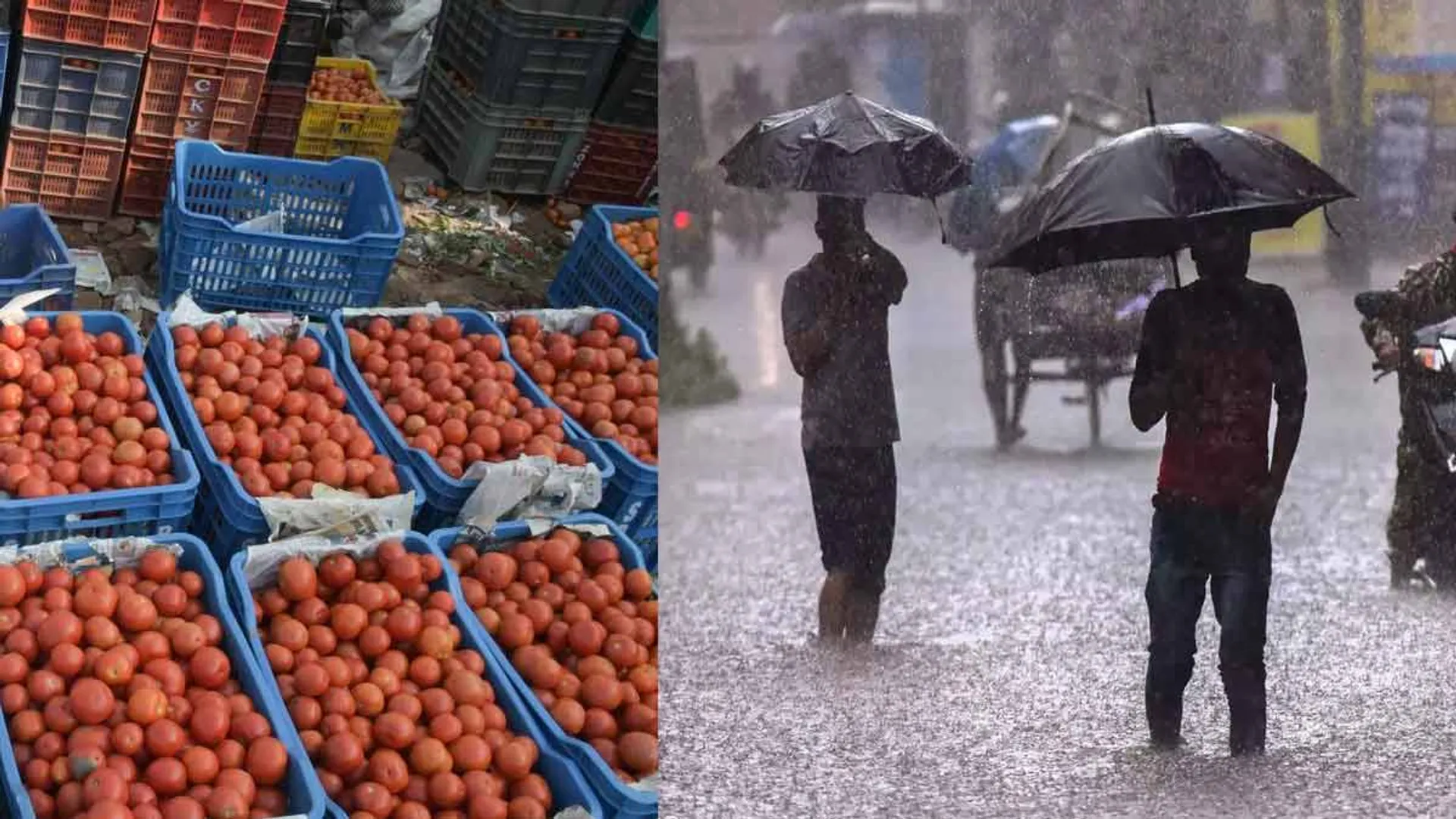 Heavy rain echoes; Mouth-watering tomato prices