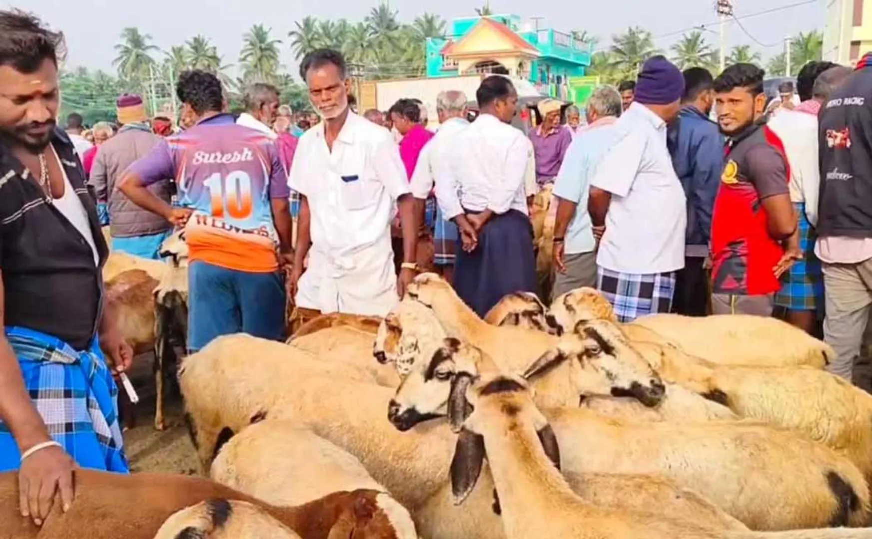 Huge sale of goats ahead of Diwali