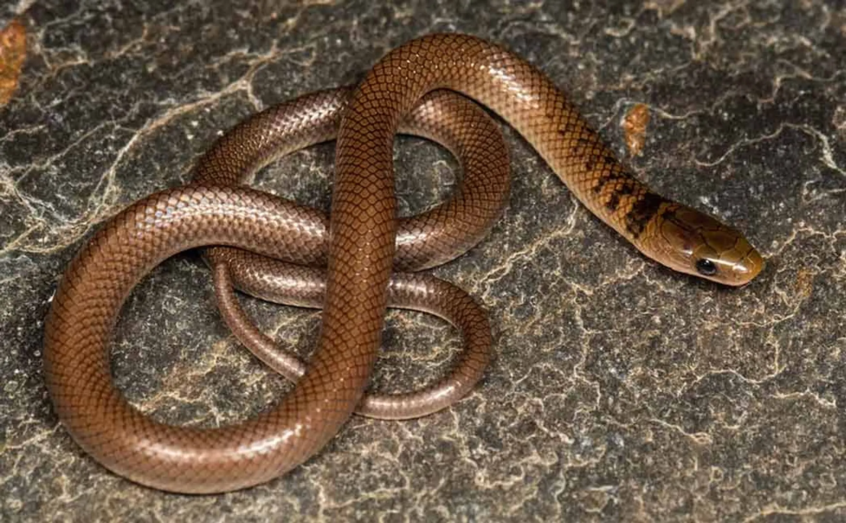 new himalayan snake species named hollywood actor leonardo dicaprio