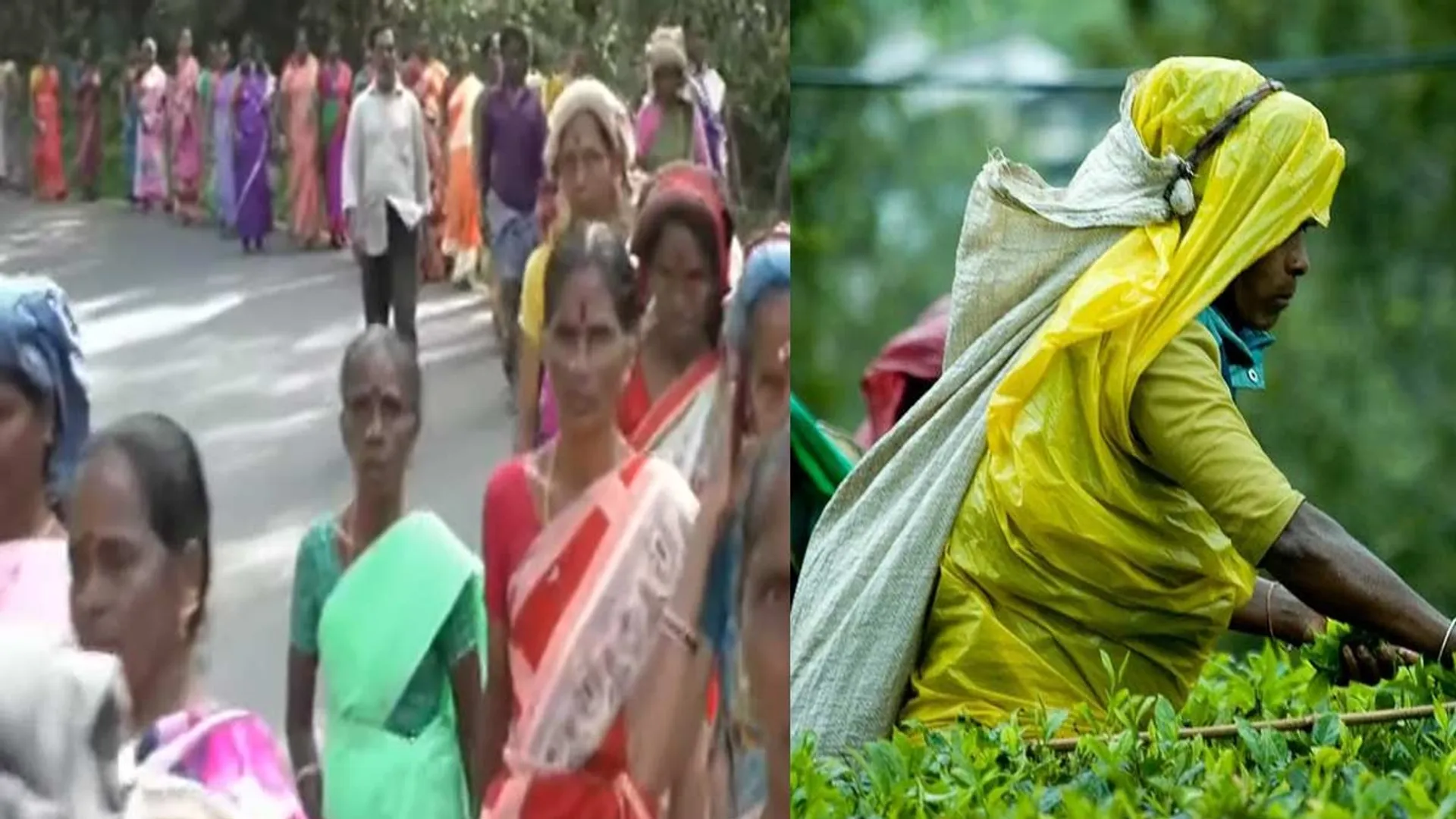 Tea plantation workers protest for Diwali bonus