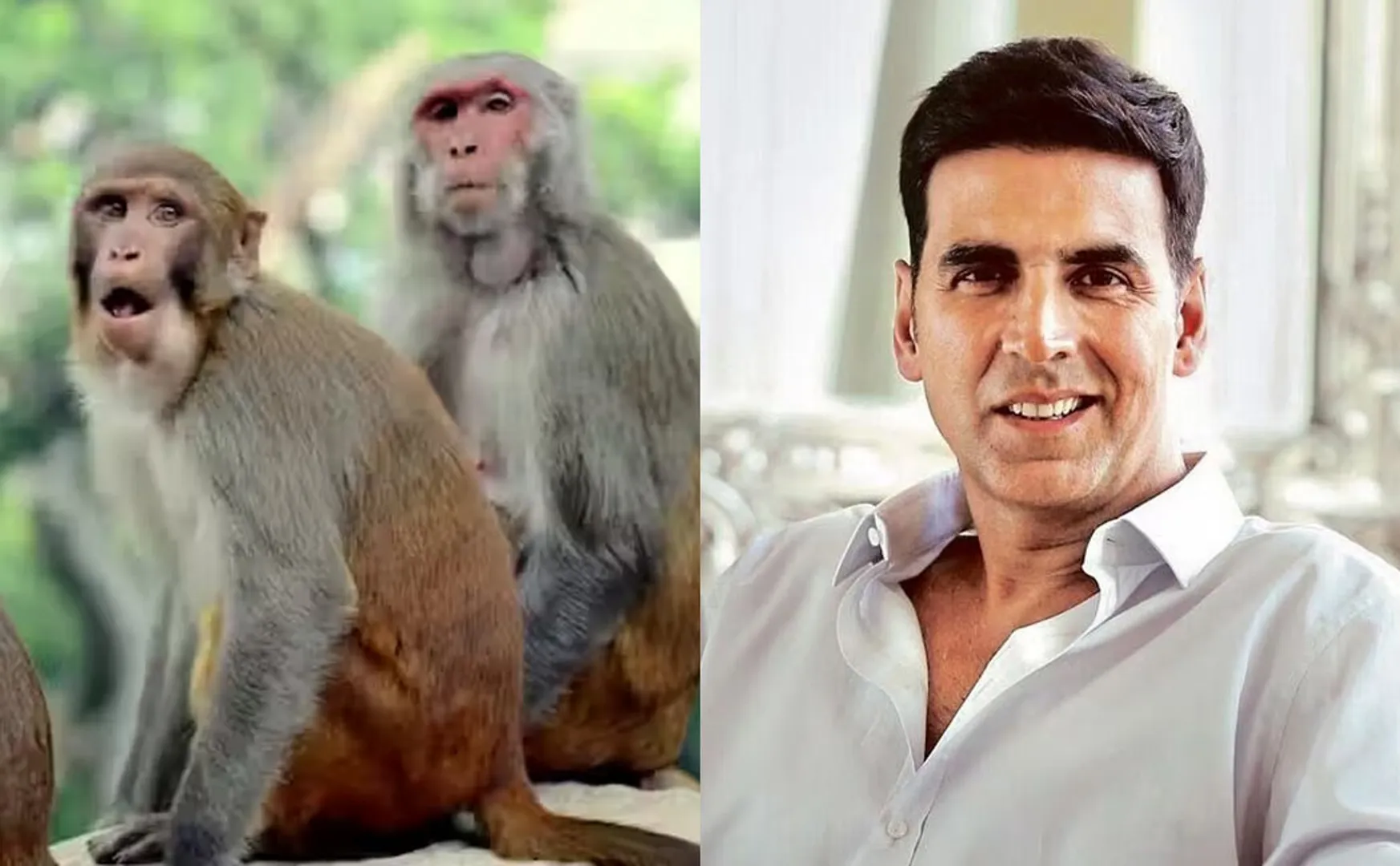 Akshay Kumar's unique Diwali gift to monkeys in Ayodhya