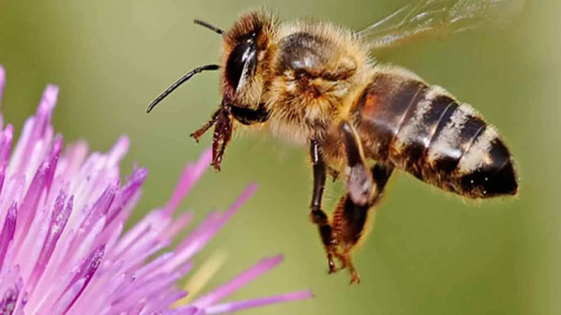  Elderly man dies after being stung by bees