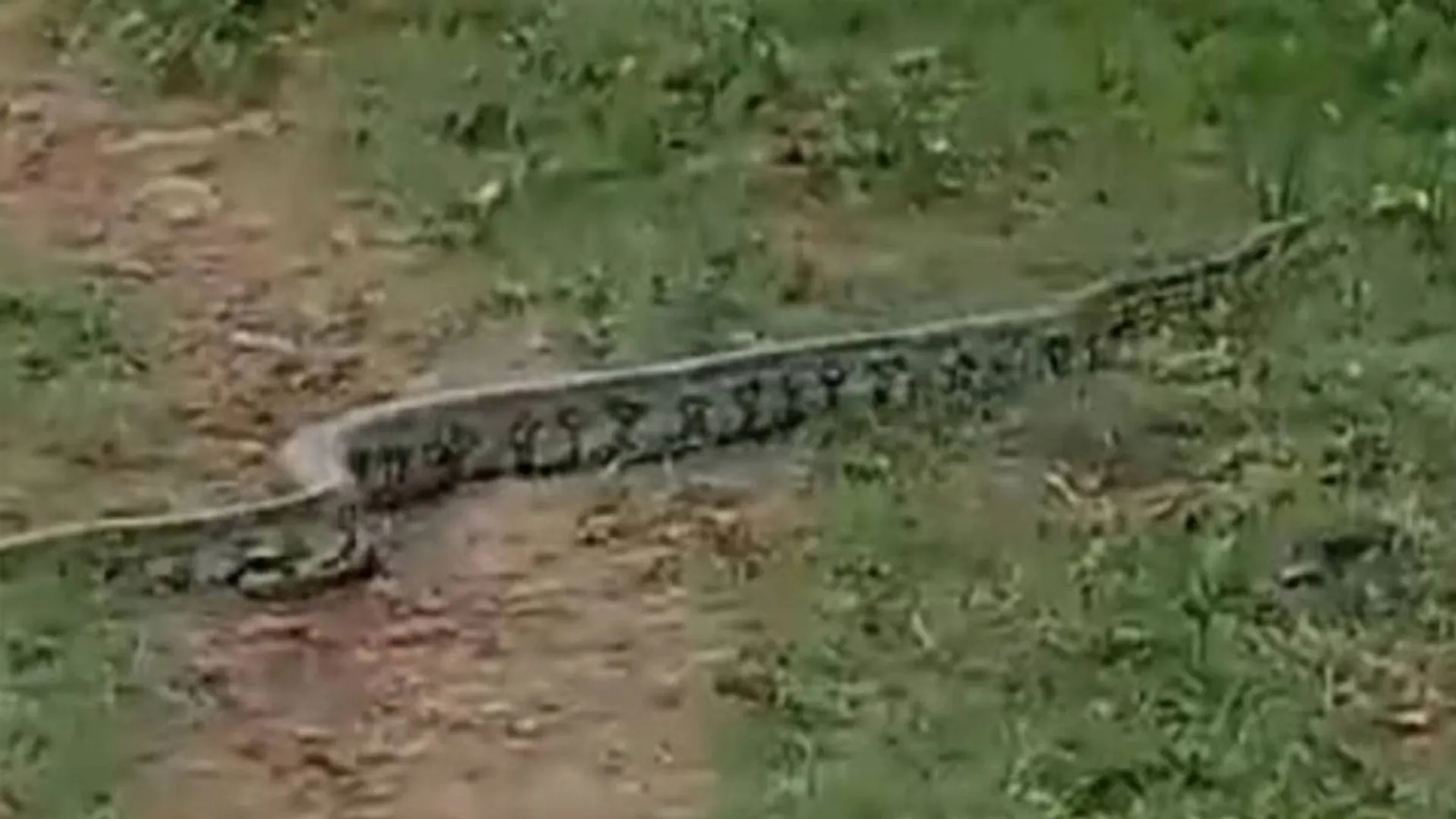 A python entered the garden; Farmers fear