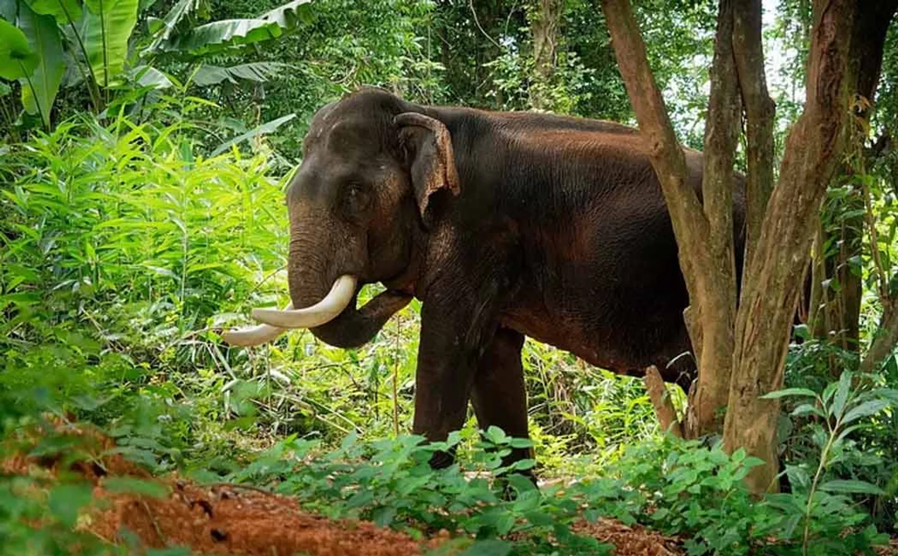 'Old man lose their live by elephant attack'- Tragedy when he went into the forest to graze cows