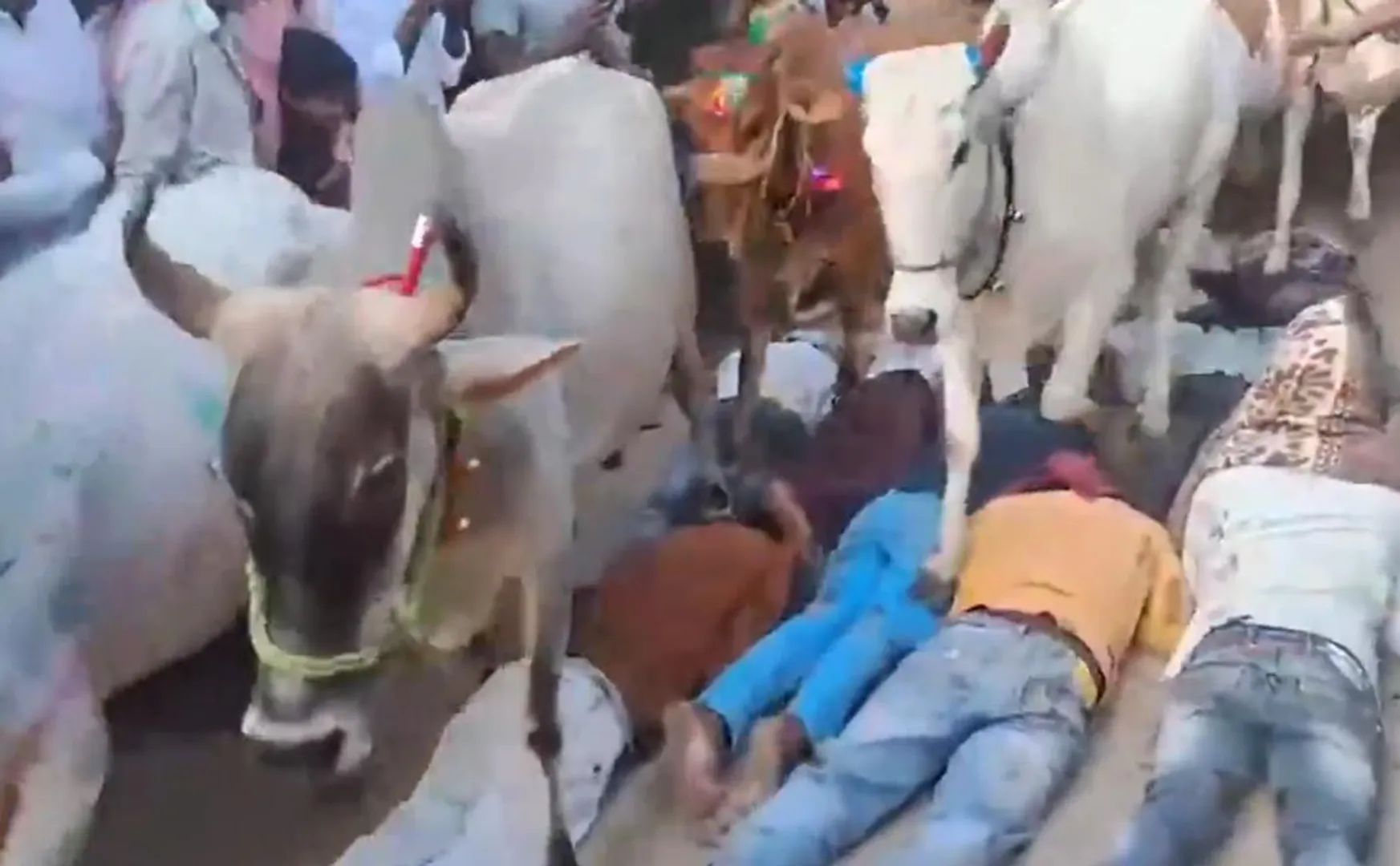  A strange ritual of letting cows walk on people in madhya pradesh