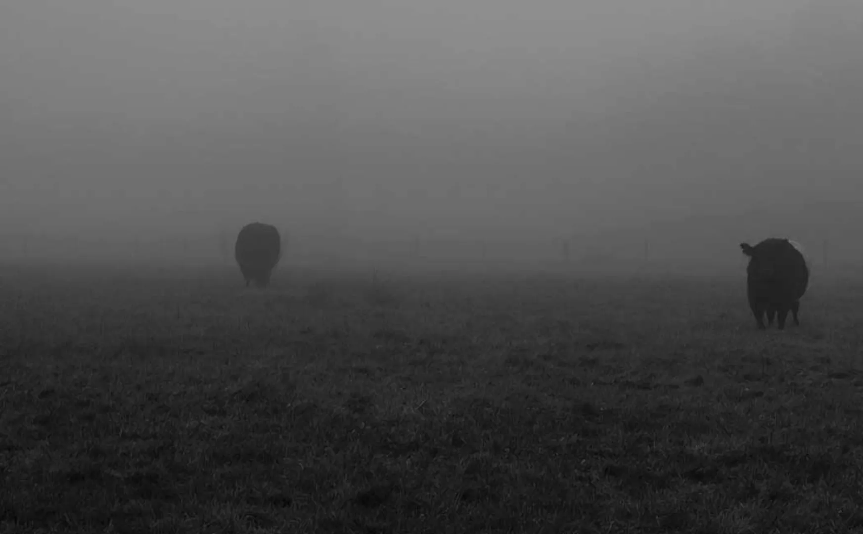 Mysterious people who only cut off the cow 
