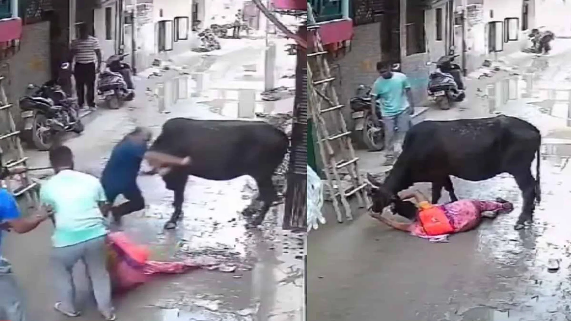 A cow knocked over a woman and threw her away