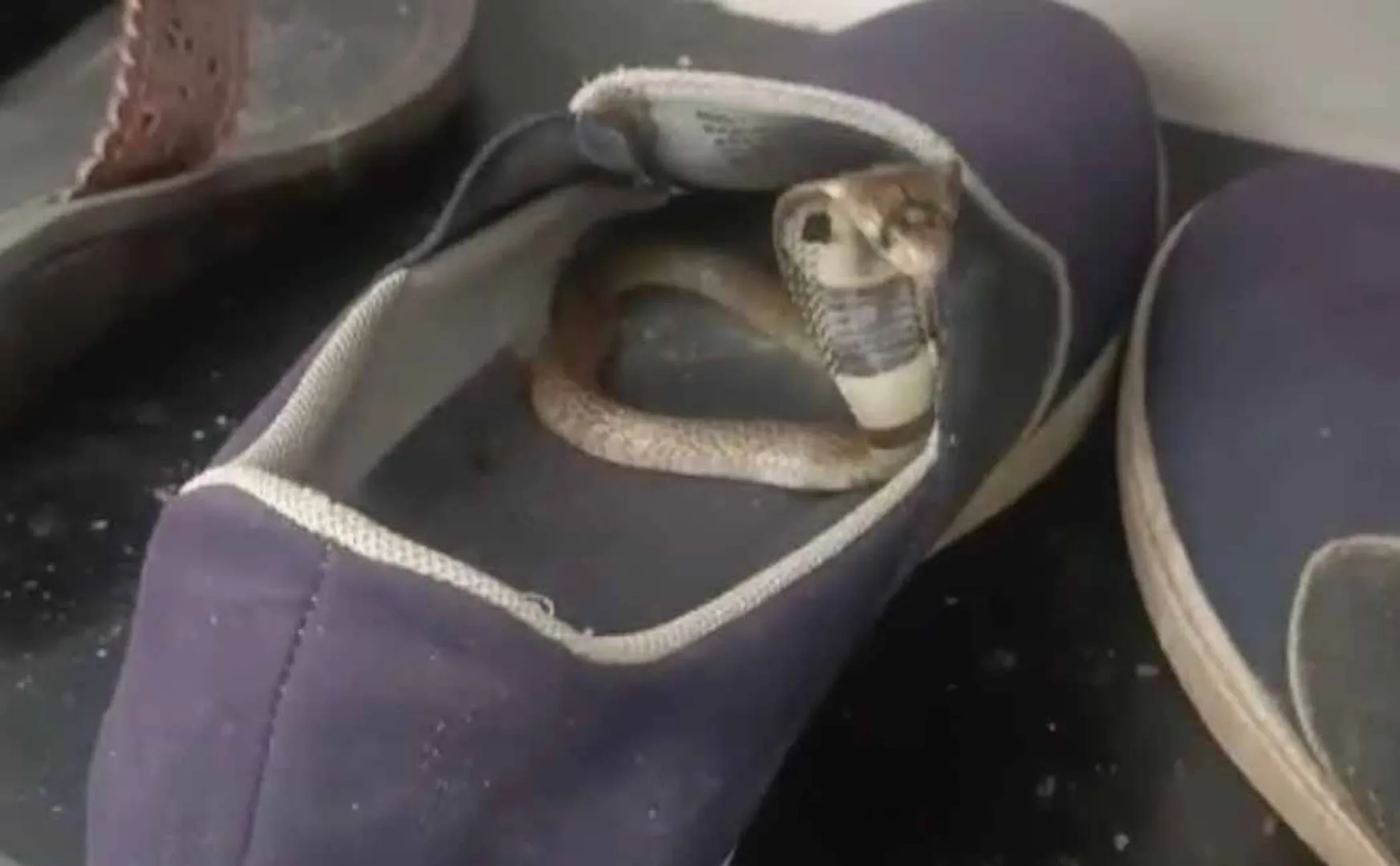 The snake in the child shoe Forest Enthusiast Important Instruction