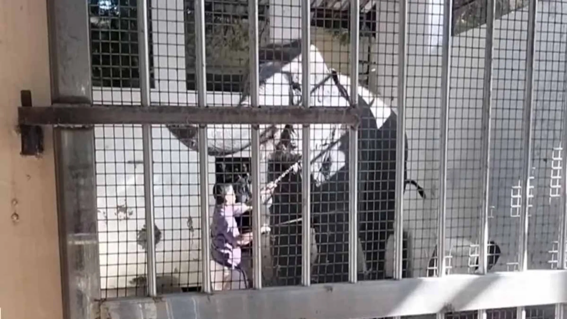 Temple elephant enraged by selfie; Shocking information released