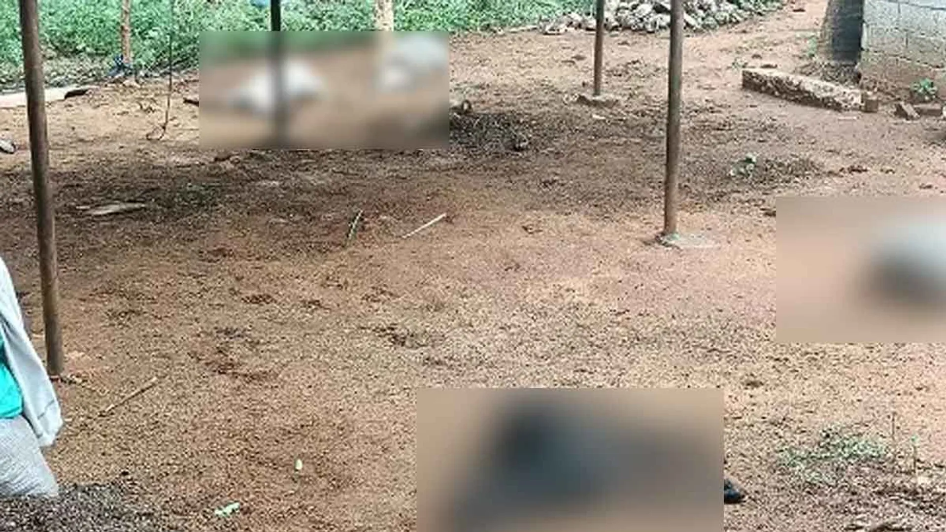 7 goats Lose their in Nambiur attack by mysterious animal - Forest department investigating