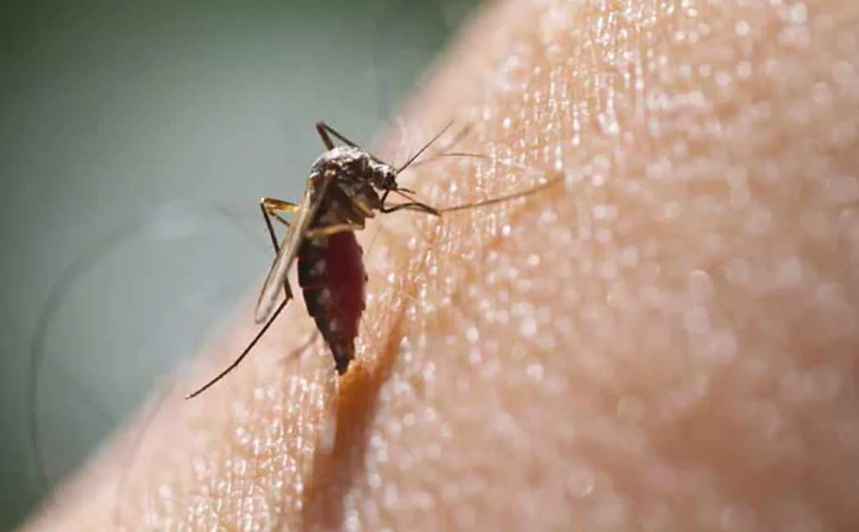 4 people infected with dengue fever in 20 days