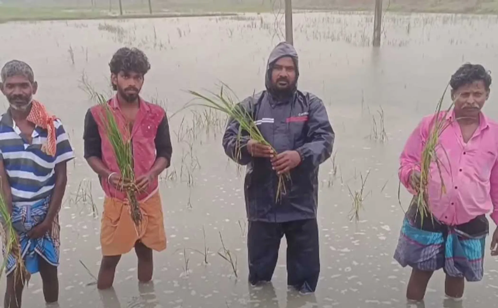 Continued heavy rain; Submerged samba crops