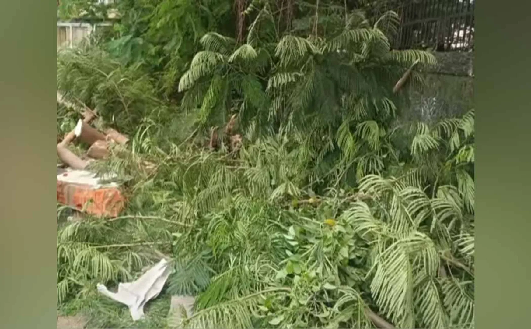 A guard was incident when a tree fell near the Governor House