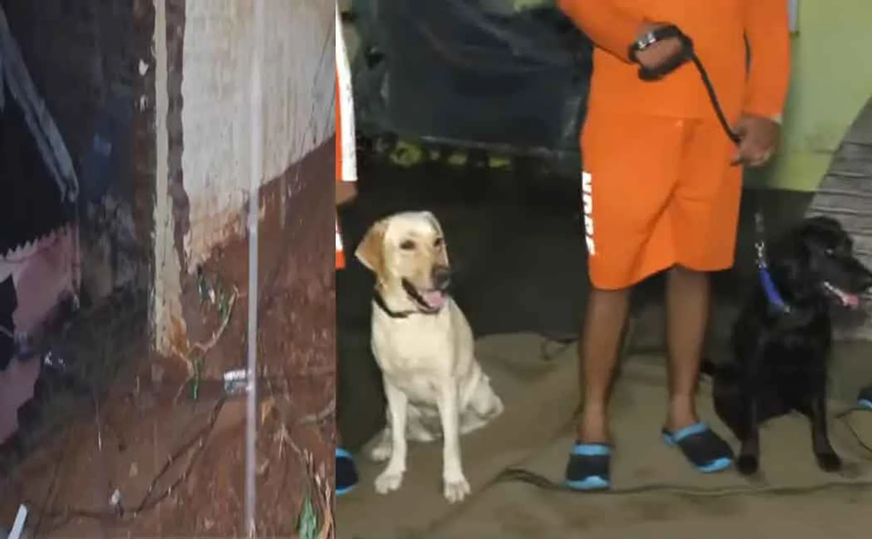 Houses buried in the ground; Sniffer dogs to the rescue