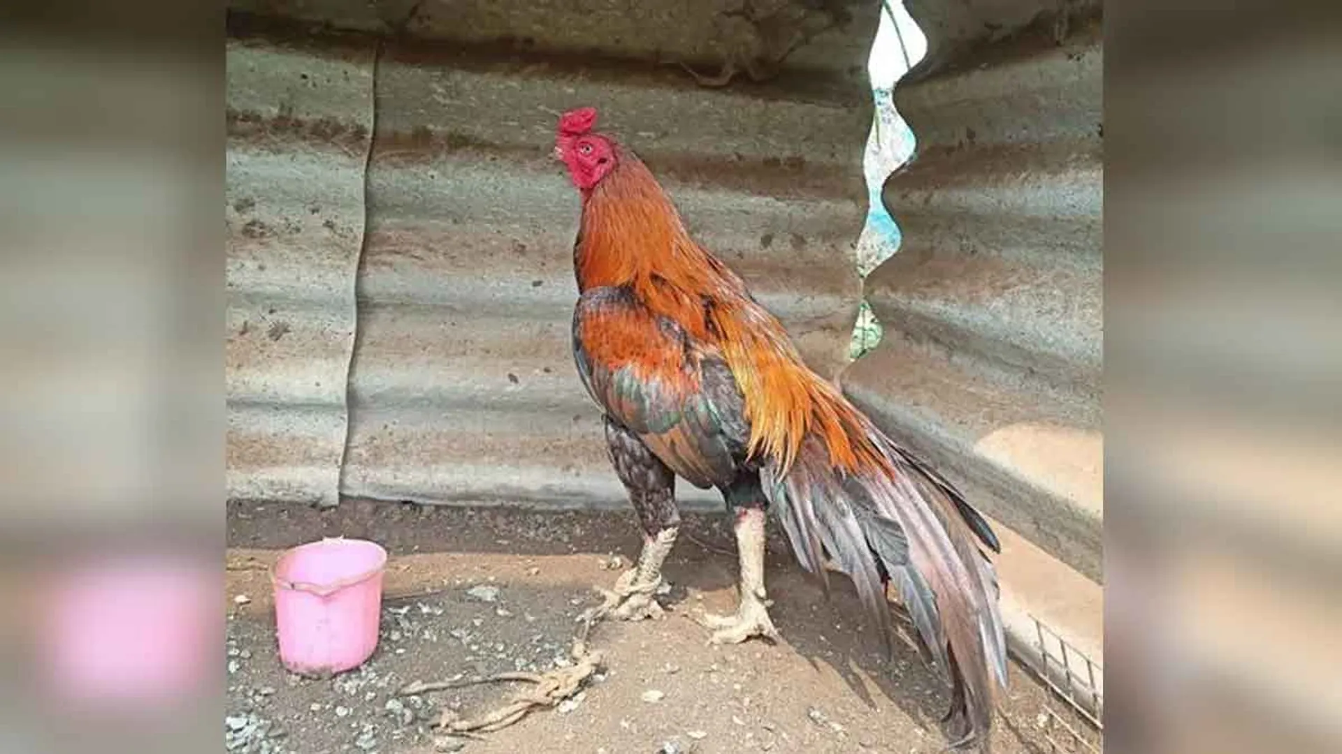 6 people were arrested for gambling with cock!