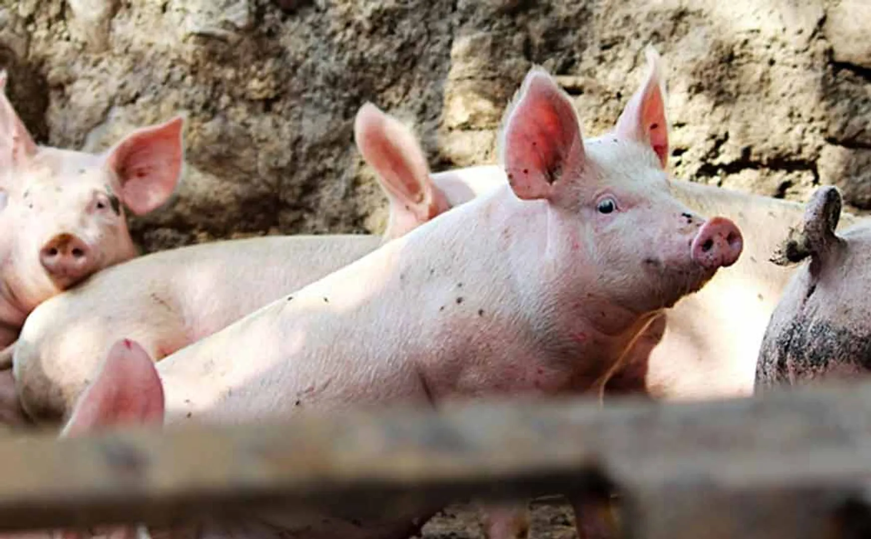 Actor who incident a pig and ate raw vegetables