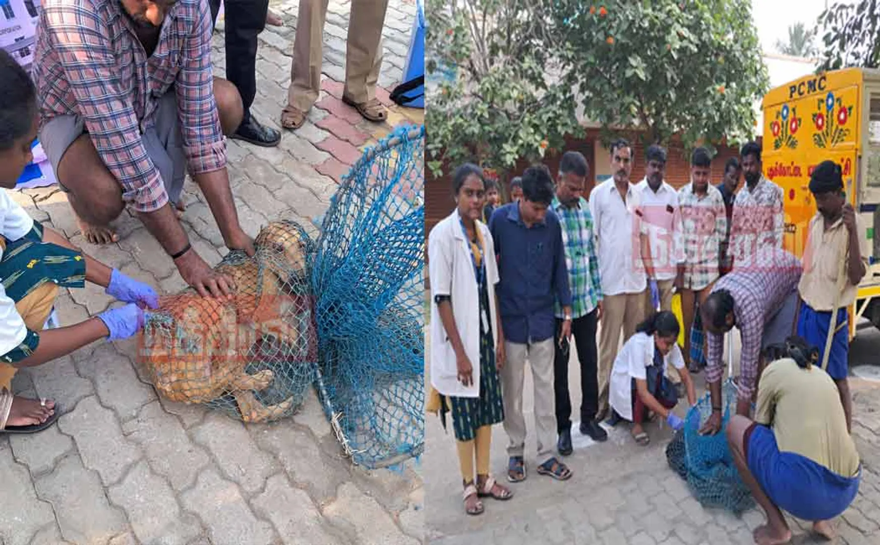 Rabies vaccine for stray dogs! Private organization started in the Corporation