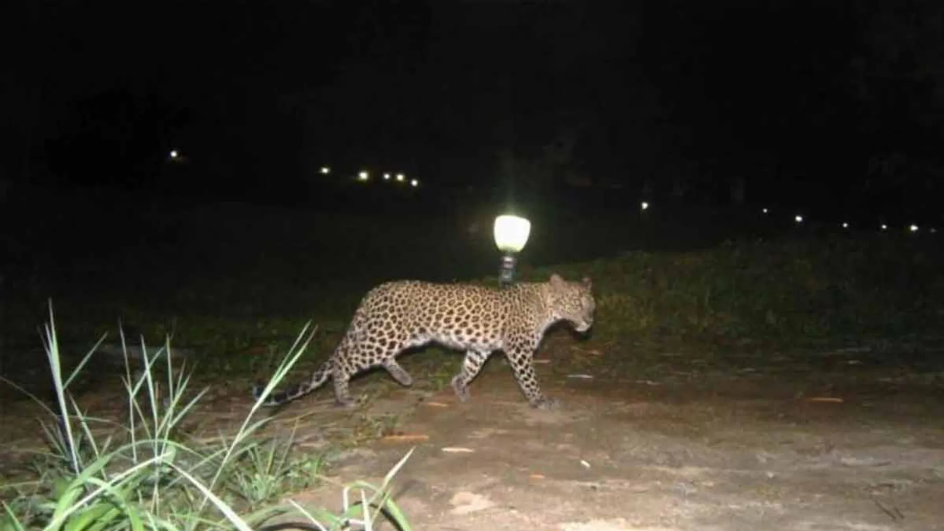 Leopard movement in Krishnagiri; Public fear!