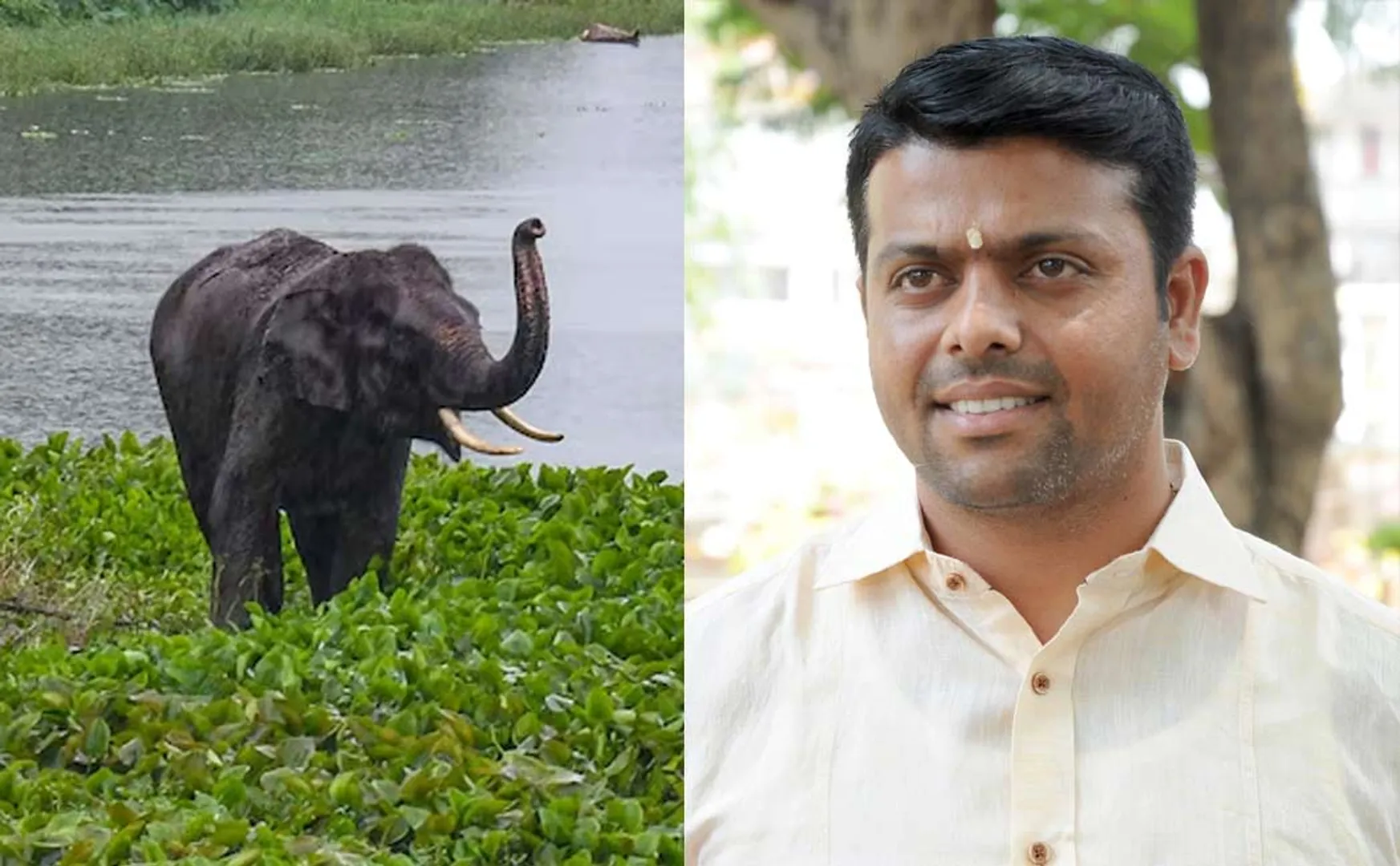 BJP MLA's controversial speech about Elephants in karnataka