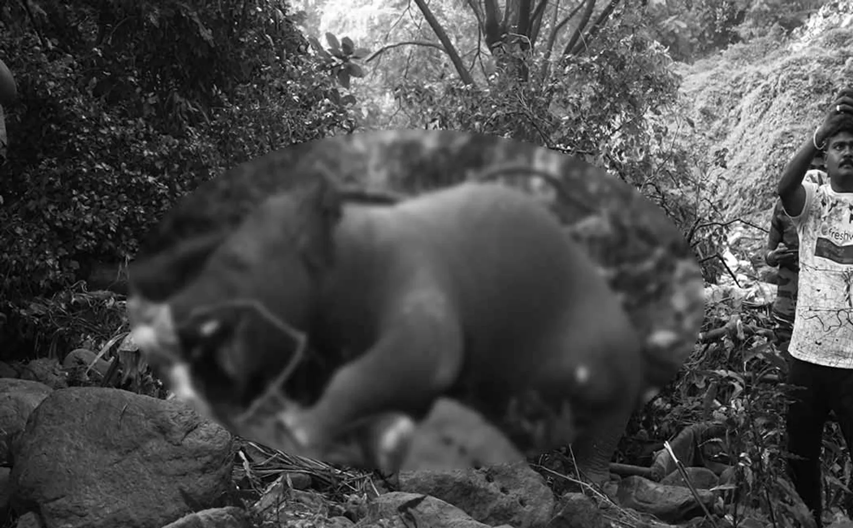 tenkasi Courtallam elephant incident