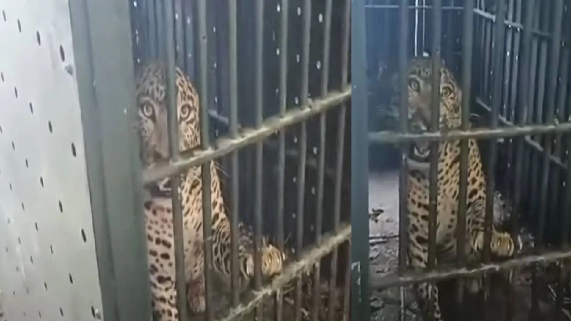 A leopard that showed fear of death was trapped; Thenkanikottai at peace